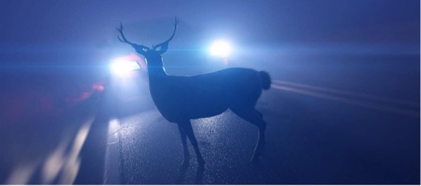 Deer in the headlights blog view from the foc'sle coastal marine
